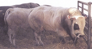 La Razza Piemontese, dal colore rosso intenso, tenera, saporita e succosa, ha un contenuto di grasso inferiore alla media, basso contenuto calorico e di colesterolo, ideale nella dieta degli ipertesi e per chi ha problemi di circolazione