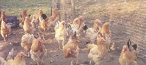 L'allevamento avicolo, dove si cresce in modo naturale, con alimenti genuini e senza forzature