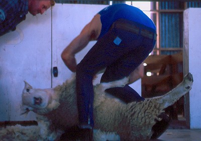 Tosatura delle pecore: la lana  una importante risorsa di questo Paese