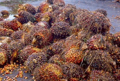 Malesia: Palme da olio