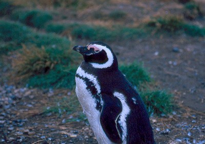 Un pinguino a Punta Arenas