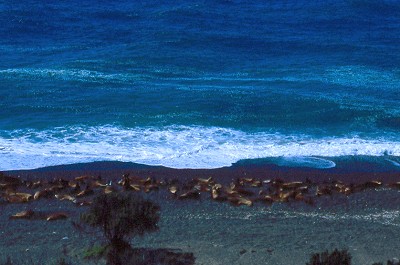 Leoni marini nella penisola di Valdes, Argentina