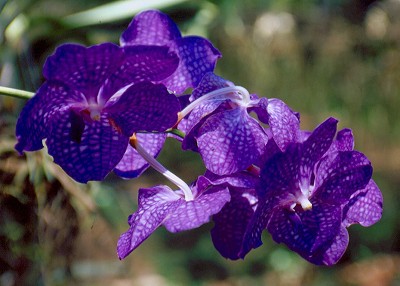 Un'orchidea
