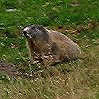 Una delle simpatiche marmotte che ci ha fatto compagnia con i suoi fischi