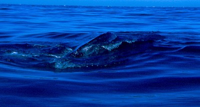 Avvistamento di cetacei al largo di Guerrero Negro