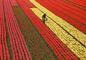 Incredibili panorami primaverili, prima del taglio dei tulipani