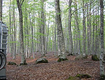 Strepitosi boschi sotto la vetta del Monte Amiata