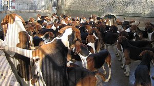 L'allevamento di cani nel castello di Cheverny
