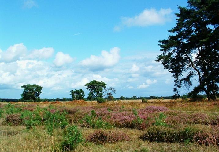 0136%20HogeVeluwe.JPG