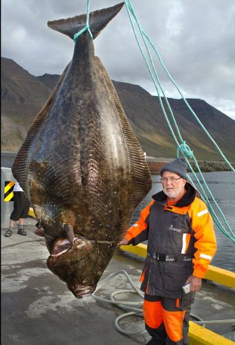 101989_largest_halibut_Gunther_Hansel.jpg