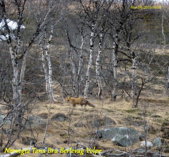 2010-06-02-(16-29-08)-Norvegia-Tana-bru-Berlevag-Volpe-1.jpg