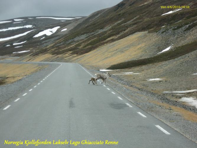 2010-06-04-(14-10-18)-Norvegia-Kjollefjorden-Lakselv-Lago-Ghiacciato-Renne.jpg