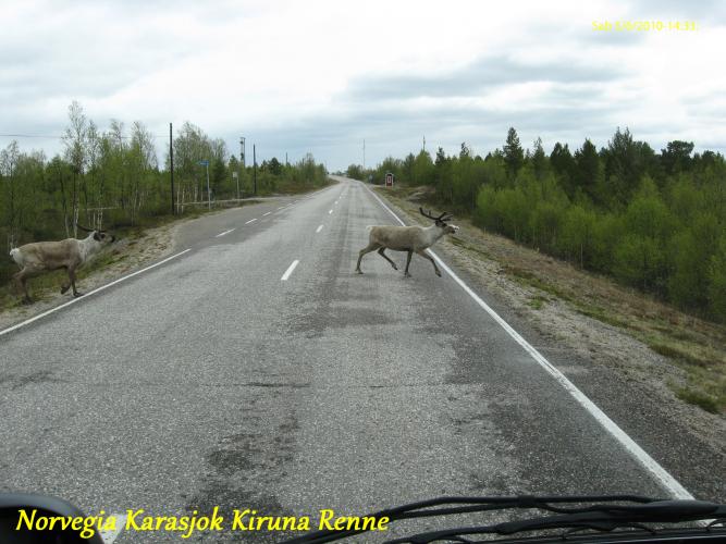 2010-06-05-(14-33-42)-Norvegia-Karasjok-Kiruna-Renne-3.jpg
