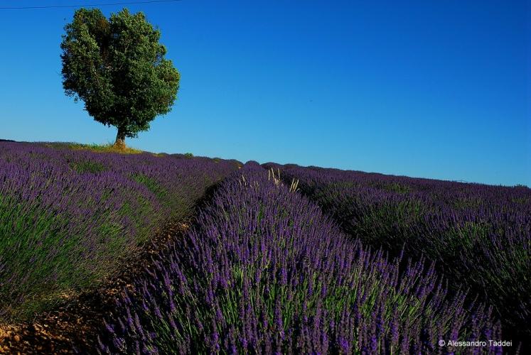 DSC_0544%20Valensole(1).JPG