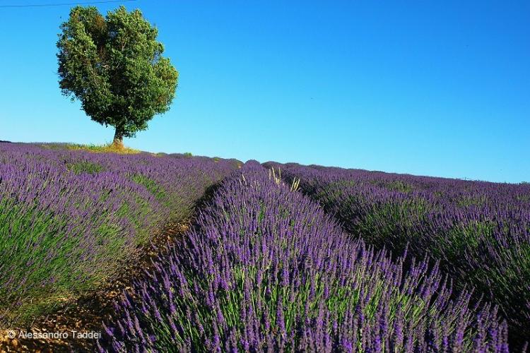 DSC_0544%20Valensole.JPG