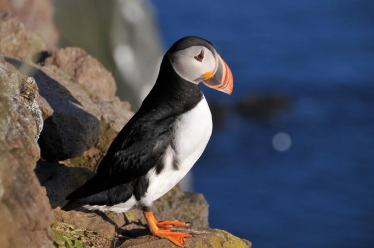 Puffin%20on%20Latrabjarg%20cliff%2C%20Iceland%2C%202008.jpg