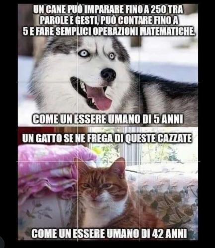 differenza%20cane%20gatto%20(1).jpg