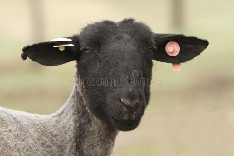 fronte-delle-pecore-nere-con-le-etichette-orecchio-40473196(1).jpg