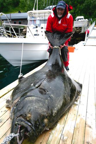 halibut%20norvegia%20norway%20immagine%20pesce%20pesci%20giganti%20record%20gigante%20mondo%20mondiale%20predatori%20mostro%20enorme%20foto%20piu%20grosso%20grossi%20giganteschi%20gigantesco%20.jpg