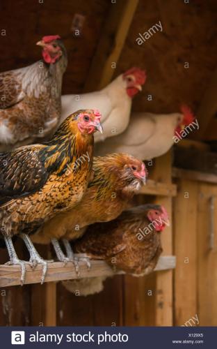 i-polli-sono-appollaiati-in-una-coop-per-la-notte-x129x5.jpg