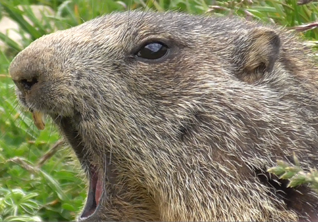 marmotta3%20(Piccola)(2).PNG