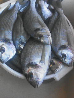 pesca%20005.jpg