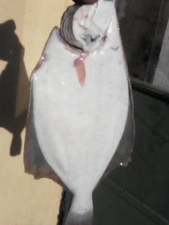 pesca%20020.jpg
