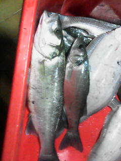 pesca%20028.jpg