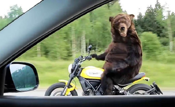 scrambler-bear.jpg