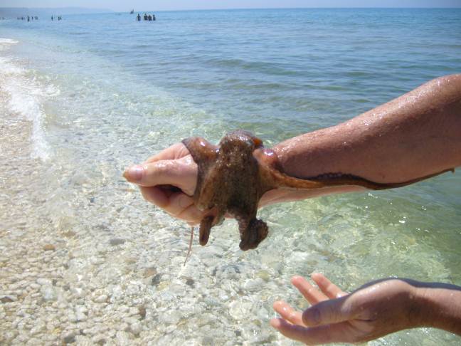 pescato fotografato e..........rimesso in acqua