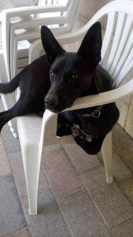 Visto che qualcuno si esercita ad inviare foto vi mostro il mio cane