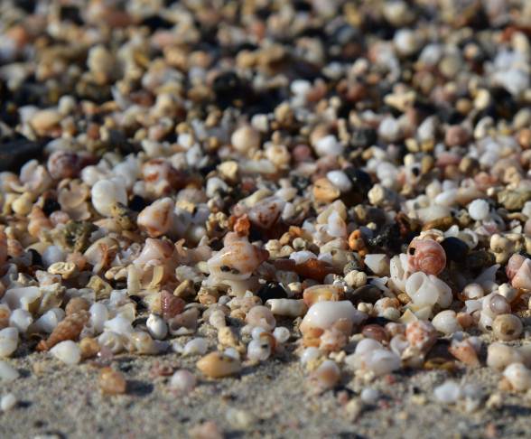 conchiglie_elafonissi