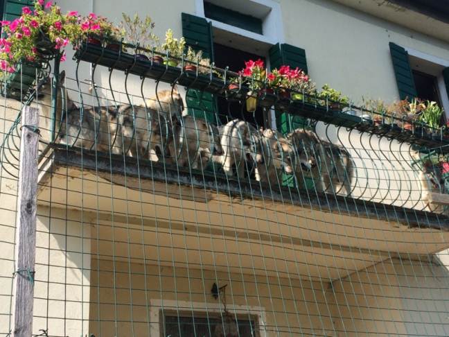 Lupi cecoslovacchi a Mazzorbo