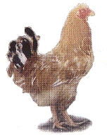 Il Cappone Piemontese, orgoglio del nostro allevamento avicolo