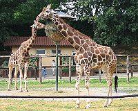 Giraffe