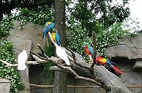 Variopinti pappagalli