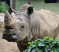 Rinoceronte