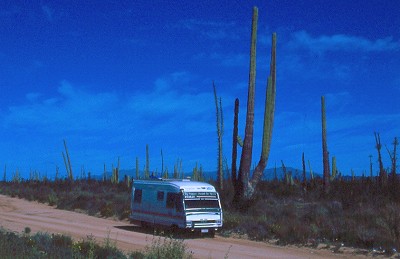 Bassa California: che cactus!