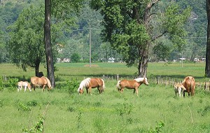 Cavalli 'biondi', di una specie autoctona