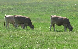 Placidi bovini al pascolo