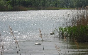 Cigni, anatre e altri pennuti migratori facilmente avvistabili nei dintorni