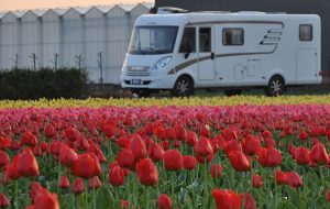 Keukenhof, Olanda: in camper nel paradiso dei tulipani