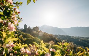 Tirolo in fiore, la primavera nell’incantevole borgo sopra Merano